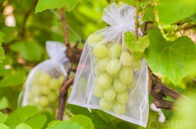 Jak ochránit hroznové víno před škůdci