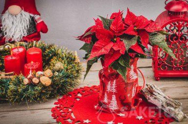 Jutowy woreczek z bożonarodzeniowym nadrukiem w roli dekoracji świątecznej - osłonka na Gwiazdę Betlejemską (Euphorbia pulcherrima)