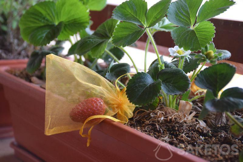 Ochrona roślin - truskawka w woreczku z organzy. Ochrona roślin, owoców, winogron