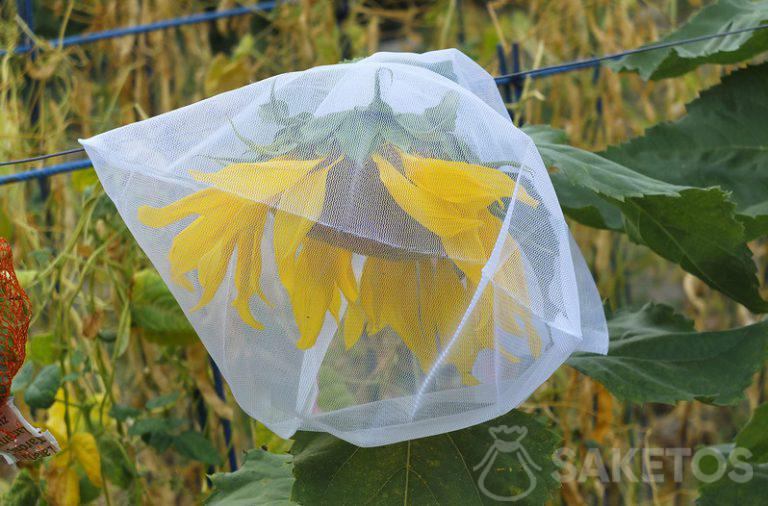 Schutz von Sonnenblumensaatgut vor Vögeln - Schutzsäcke für den Garten