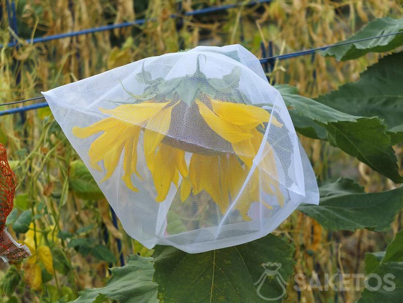 Ochrona nasion słonecznika przed ptakami - ogrodowe worki ochronne