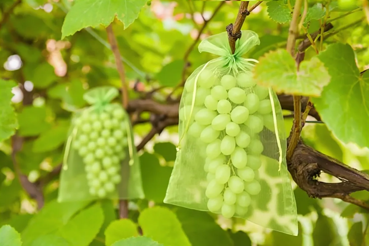 Worek z organzy do ochrony winogron