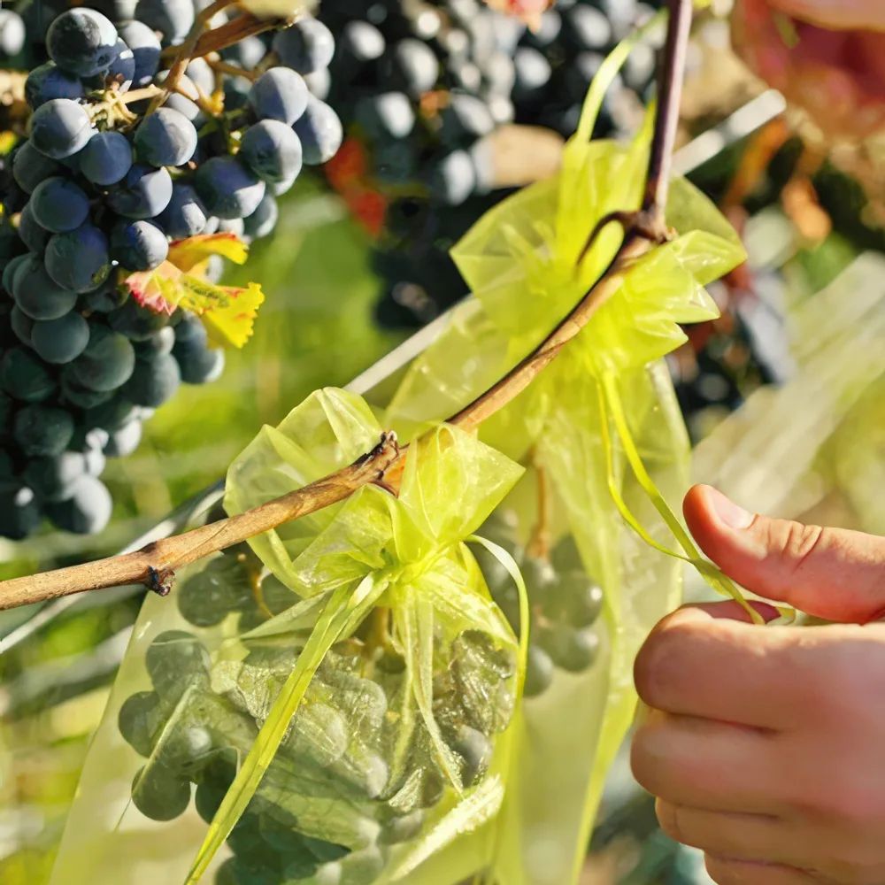 Wybór odpowiedniego rozmiaru torby na winogrona